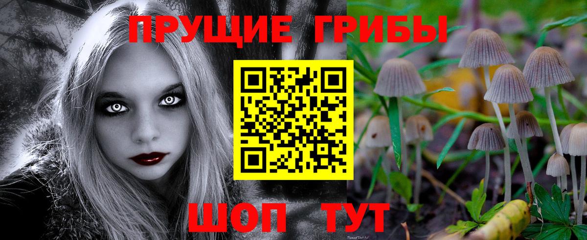 Псилоцибиновые грибы Psilocybe Сокол